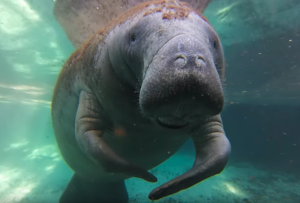 arrested citrus county fl