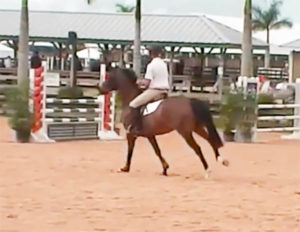 wellington fl arrests