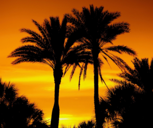 Fontainebleau Bail Bonds