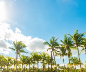 Cutler Bay, FL Bail Bond Service