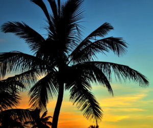 The Hammocks, FL Bail Bond Service